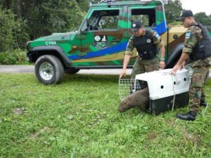 Guarujá ultrapassa 3 mil atendimentos com o Grupamento de Defesa Ambiental: resgates, manejo de abelhas e fiscalização náutica ganham destaque