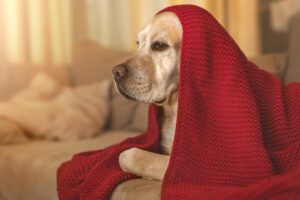 Campanha de Inverno em Guarujá: Um Abraço Aquecido para os Animais do Canil Municipal